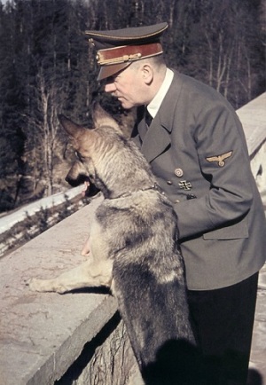 Hitler With his Alsatian Dog, Blondi.